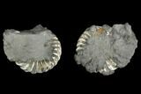 Cut Pyritized Ammonite (Pleuroceras) Fossil Pair - Germany #125372-3
